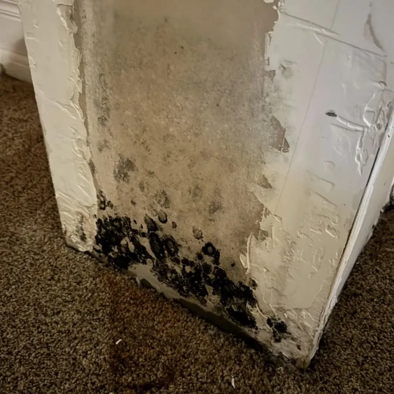 Professional Mold Removal in Jacksboro, TN